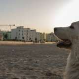 ...il quartiere divenuto �casa� per questo splendido gigante buono